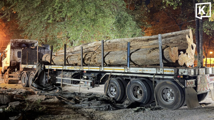 Задержаны транснациональные контрабандисты тика в Чианг Мае