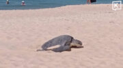 Зеленая черепаха откладывает крупную кладку яиц на пляже Пхукета