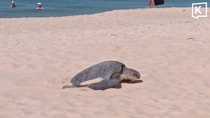 Зеленая черепаха откладывает крупную кладку яиц на пляже Пхукета
