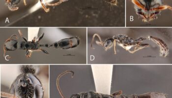 Исследователи обнаружили новый вид муравьев на плантации резины в Транге