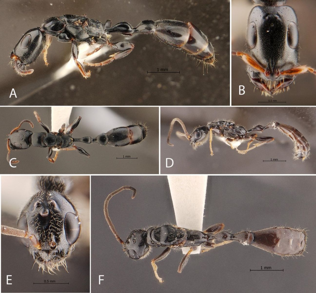 Исследователи обнаружили новый вид муравьев на плантации резины в Транге