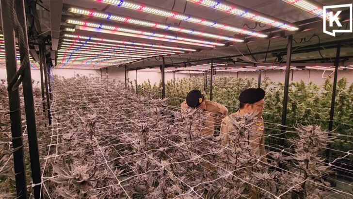 Краби проводит налет на ферму каннабиса, управляемую израильтянами, с использованием тайских номинантов