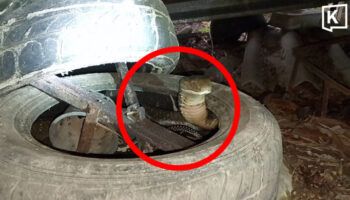 Переобозначенный, без вариантов: королевская кобра прячется в автомобильной шине