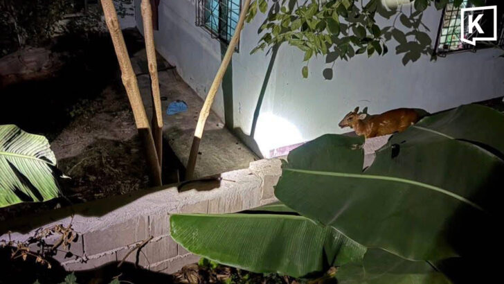 Потерянный молодой мунтжак, спасённый на севере Таиланда