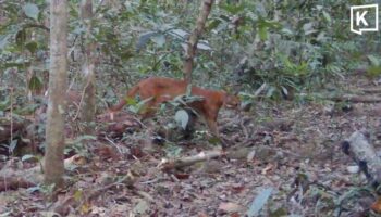 Редкая азиатская золотая кошка замечена в Национальном парке Као Яй