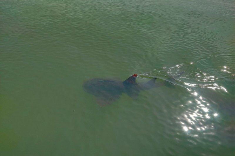 Редкий 'Ронинская рыба' замечена в канале Транг