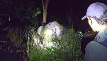 Таиланд запускает первое испытание вакцины контрацептивов для сокращения численности диких слонов