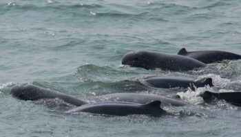 33 'здоровых' дельфинов ирравади замечены в заливе Трат