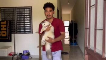 Владелец требует справедливости после того, как кот был найден мертвым у дома соседа