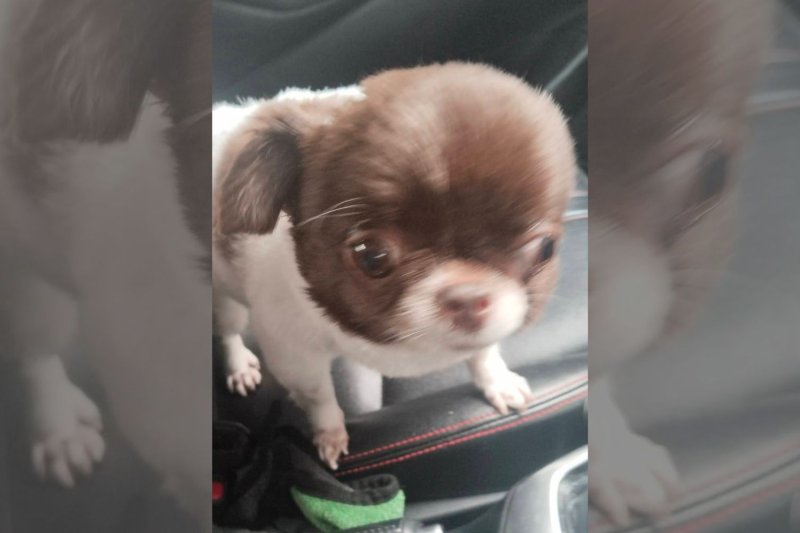 Водитель хочет 'еще 10 таких заказов' после милой доставки