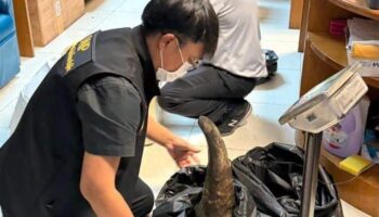 Вьетнамец арестован в Суварнабхуми с рогами носорога