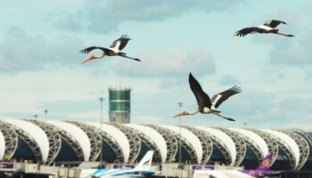 Десять видов, отмеченных как угроза столкновения с птицами для рейсов в Таиланде