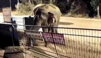 Дикие слоны врываются в школу Сакэо на востоке Таиланда, показывает CCTV