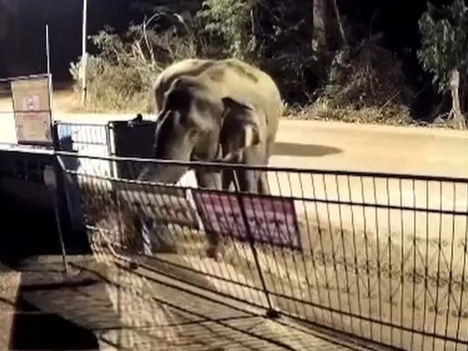Дикие слоны врываются в школу Сакэо на востоке Таиланда, показывает CCTV