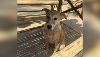 Иностранцы хотят усыновить тайскую бездомную собаку — вот как