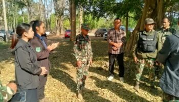 Кемпер в Као Яй убит после атаки дикого слона рядом с лагерем