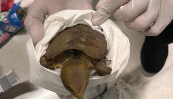 Контрабандист дикой природы задержан в аэропорту Суварнабхуми