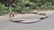 Королевские кобры спариваются у дороги в Краби накануне Дня святого Валентина