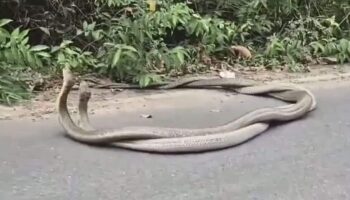 Королевские кобры спариваются у дороги в Краби накануне Дня святого Валентина