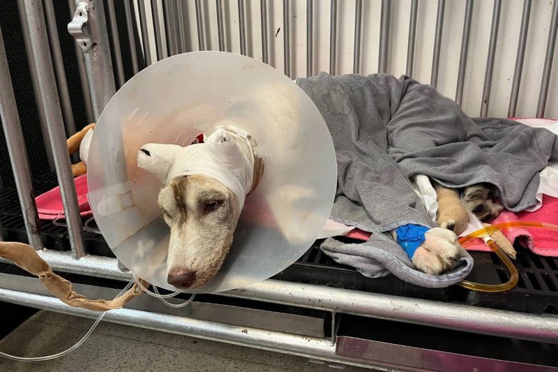 Король принимает сильно обожженную хаски «Молли» на лечение