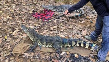 Критически под угрозой исчезновения сиамские крокодилы выпущены в реку Таиланда