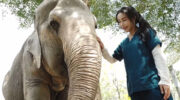 Маленький ветеринар с гигантской миссией спасти слонов Таиланда на Пхукете