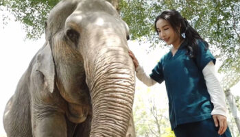 Маленький ветеринар с гигантской миссией спасти слонов Таиланда на Пхукете