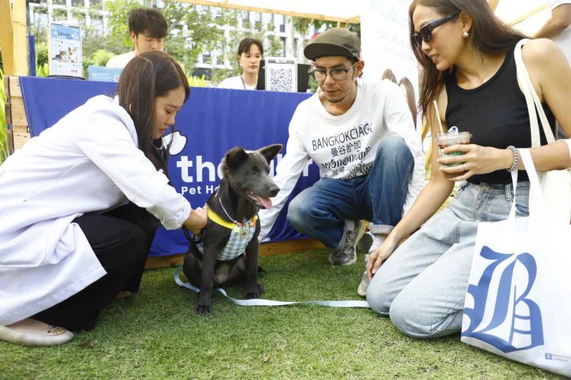 Меньшее количество семей приводит к местной мании на домашних животных