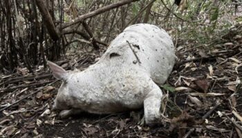 Мистерия нападения скота в Чианг Мае