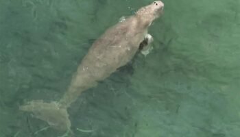 Морские власти спешат разработать план спасения дюгони, запутавшейся недалеко от Кох Либонг