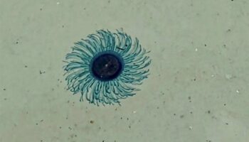 Му Ко Симилан Национальный парк закрывает зону для купания после обнаружения организмов синих кнопок