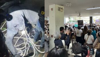 Начальник парков защищает протоколы перемещения слонов