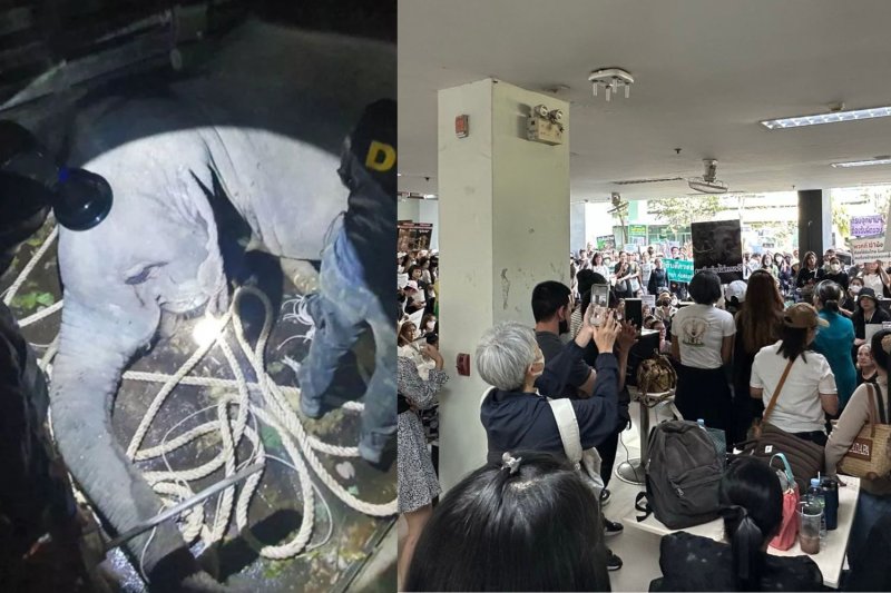 Начальник парков защищает протоколы перемещения слонов