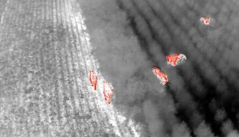 Огромная стая слонов появилась рядом с национальным парком Тхап Лан