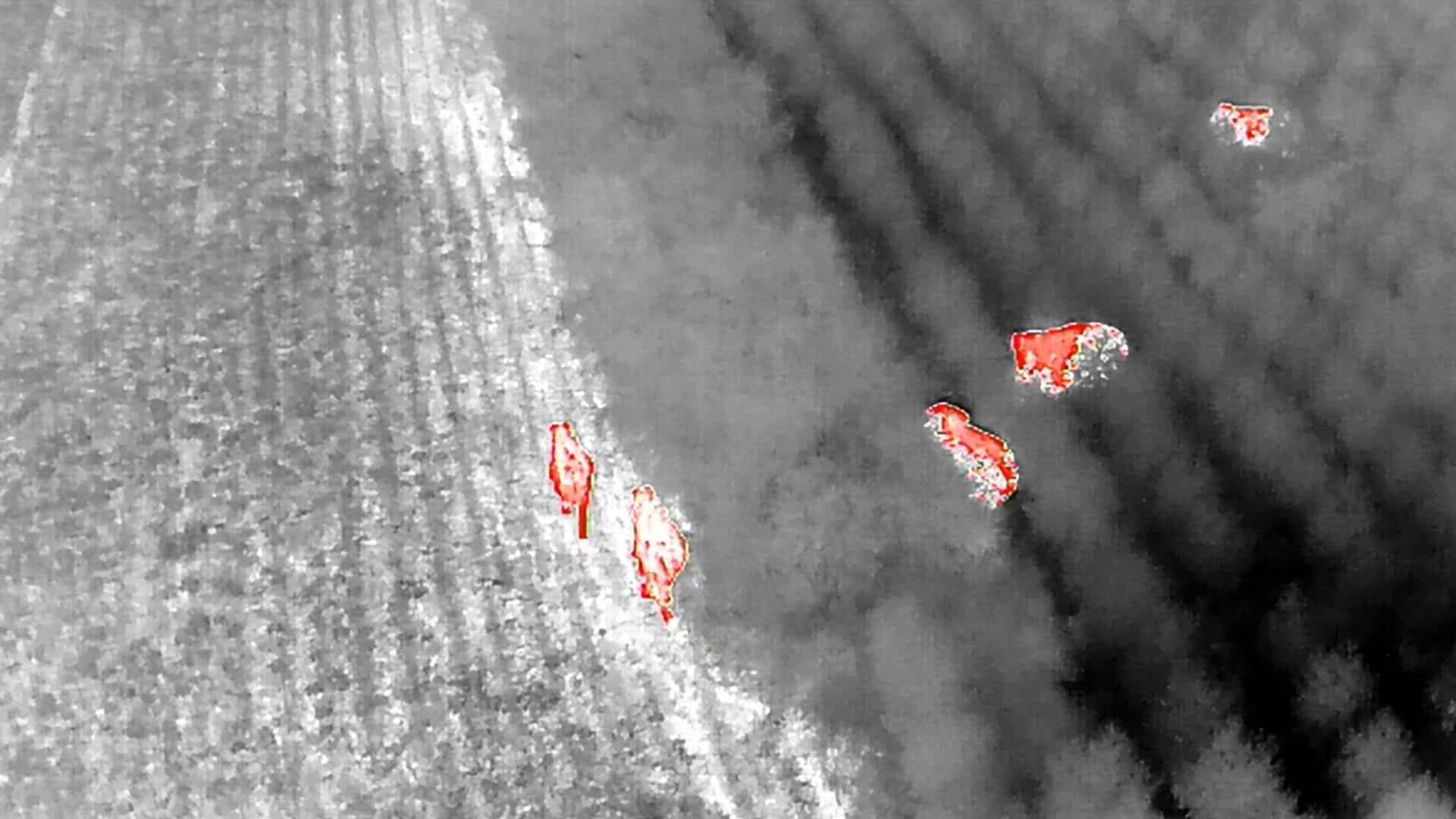 Огромная стая слонов появилась рядом с национальным парком Тхап Лан