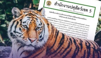 Официальные лица сообщают, что случаи гибели тигров в Чиангмае связаны с болезнью и не представляют угрозы для людей.