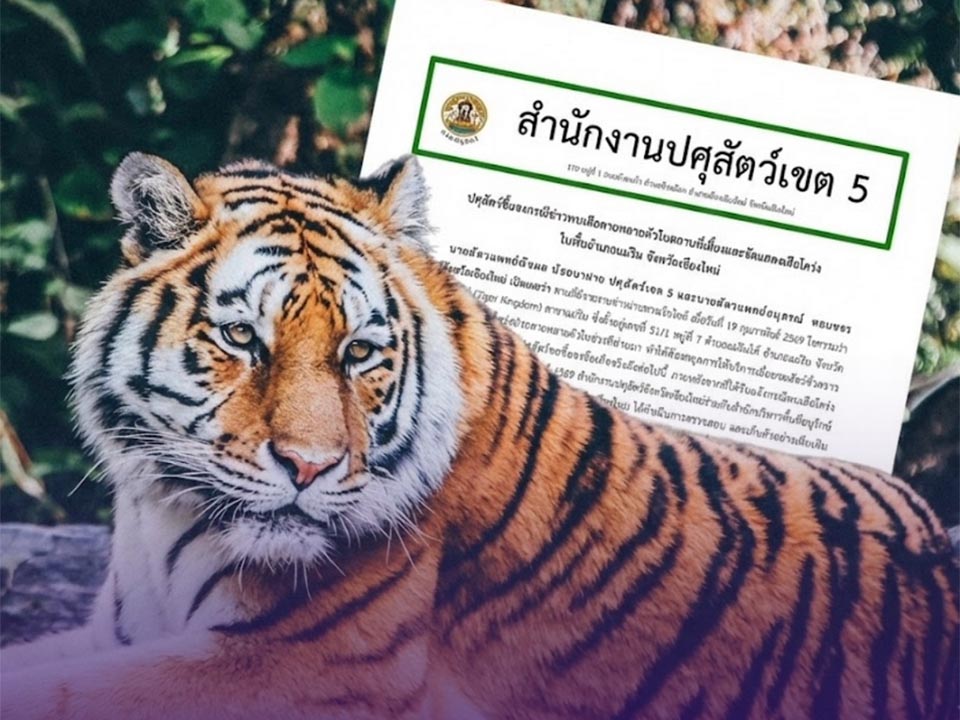 Официальные лица сообщают, что случаи гибели тигров в Чиангмае связаны с болезнью и не представляют угрозы для людей.