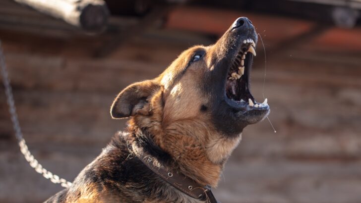 Первый случай смертельного исхода от бешенства в 2026 году подтвержден в Районге после двух дней симптомов