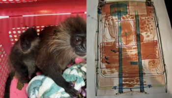 Попытка контрабанды лангуров индийским мужчиной раскрыта в Сураннабхуми