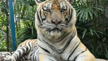 Причина массовой гибели тигров в Чианг Мае под вопросом