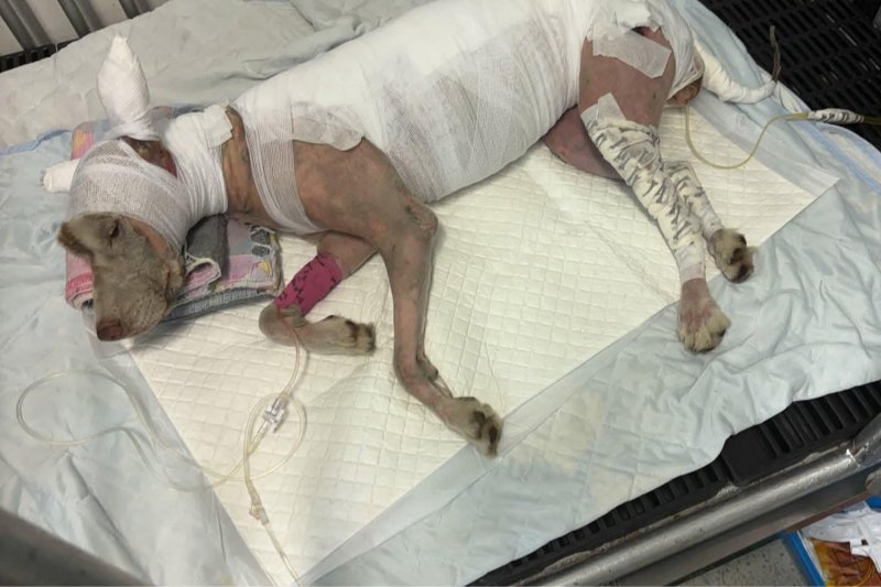 Пропавшая собака Хаски найдена с сильными ожогами