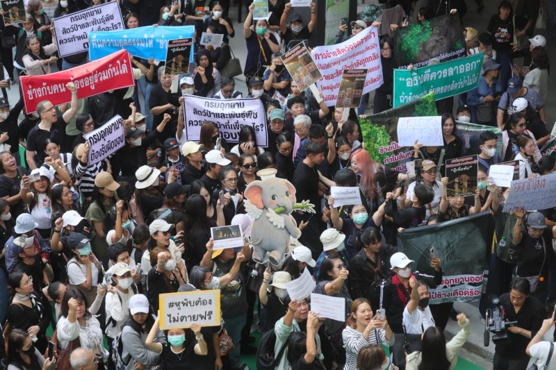 Протест против неудачного перемещения слонов