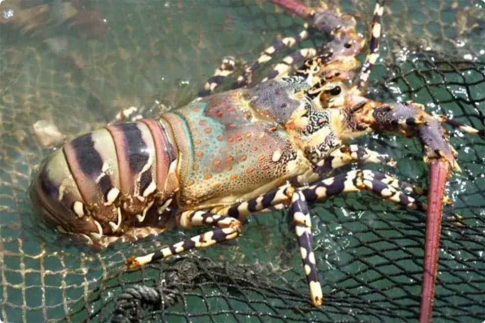 Пхукетский семицветный лобстер получил статус географического указания как премиальное лакомство Андаманских островов.