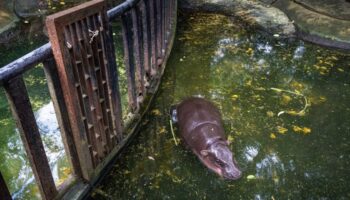Разгорается дебаты после того, как тайский эколог задал вопрос о условиях жизни Му Денга