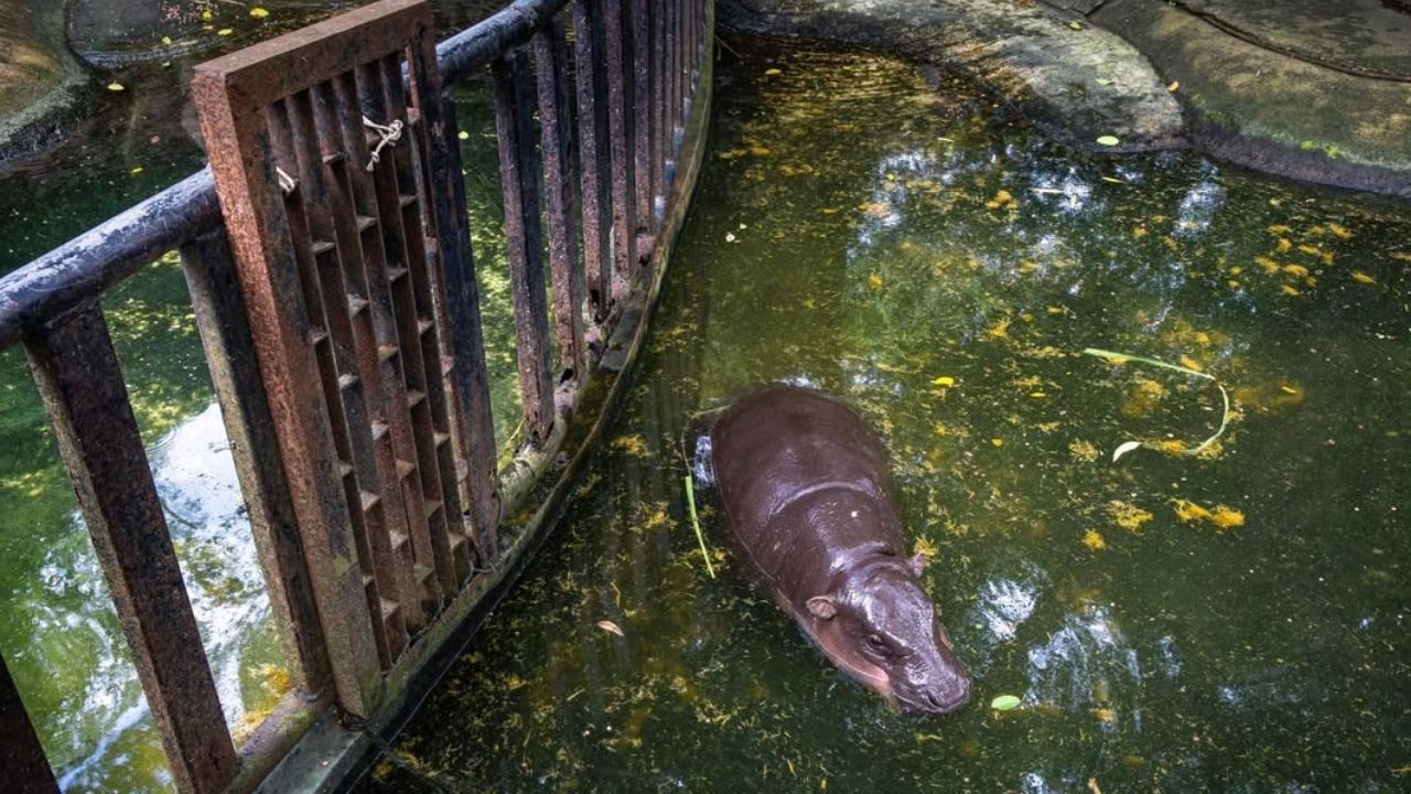Разгорается дебаты после того, как тайский эколог задал вопрос о условиях жизни Му Денга