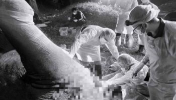 Раненый жираф умирает, несмотря на все усилия ветеринаров