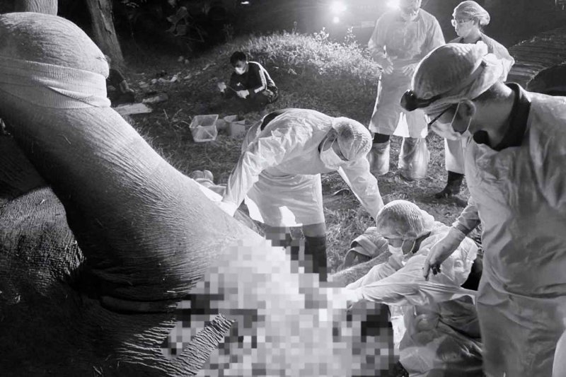 Раненый жираф умирает, несмотря на все усилия ветеринаров