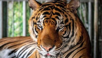 Расследование смерти 70 тигров в парке Чианг Май