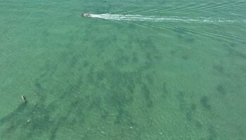 Редкие дюгони наблюдены в ходе исследования морской среды в Транге