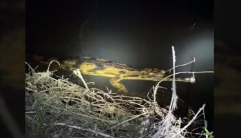 Редкий ложный гавиал подтвержден на юге Таиланда, что сигнализирует о восстановлении wetlands Так Баи